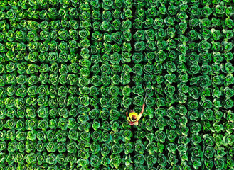 Bogura, Bangladesh - 14 November 2021: Aerial view of a lone figure amidst a sea of neatly planted vibrant green cabbages, creating a striking geometric pattern on the field.