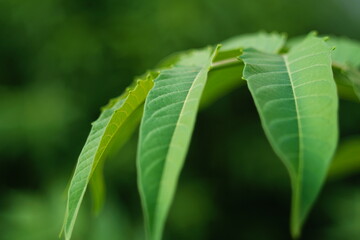 A green walnut tree leaf close-up on a blurred background with green, yellow and orange flowers. Abstract natural plans with vegetation for artwork