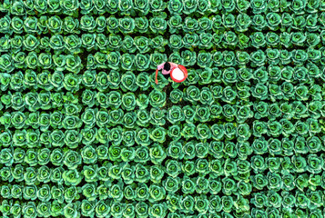Bogura, Bangladesh - 14 November 2021: Aerial view of a solitary figure amidst a sea of vibrant green cabbages, their intricate patterns creating a mesmerizing landscape.