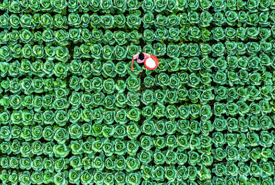 Bogura, Bangladesh - 14 November 2021: Aerial view of a solitary figure amidst a sea of vibrant green cabbages, their intricate patterns creating a mesmerizing landscape.