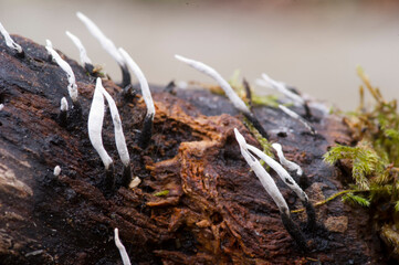 close up of a mushroom (Xylaria hypoxylon) Candlesnuff fungus, Xylaria hypoxylon growing on a dead tree. Bolotana, Nuoro, Sardinia, Italy