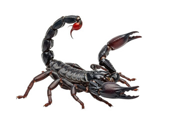 Large adult Emperor Scorpion, glossy black exoskeleton, powerful pincers, segmented body, actively raising red-tipped stinger on pristine clean white background with copy space, no shadows, concept