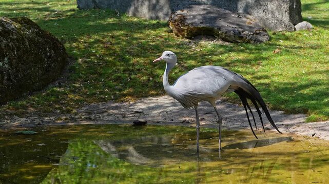 The Blue Crane, Grus paradisea, is an endangered bird specie endemic to Southern Africa. It is the national bird of South Africa