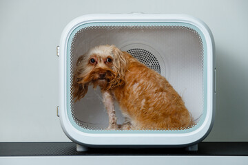 Small dog inside a modern pet dryer box after grooming session. The dog looks slightly wet and is drying its fur in a transparent drying unit.