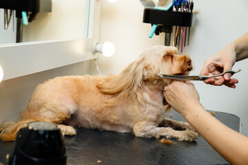 Small dog getting a haircut at a pet grooming salon. The groomer is trimming the fur around the dog's neck with scissors while the dog relaxes.