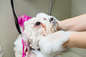 Wet white dog with pink-dyed fur being washed with shampoo at a grooming salon. The dog is covered in soap suds while a groomer gently bathes it.