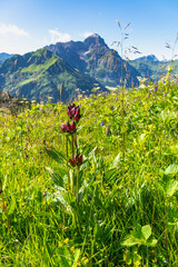 Red purple gentians in nature in the Kleiner Walsertal, on mountain meadows in steep terrain among many other flowers and grasses the rare gentians bloom in strong princely purple