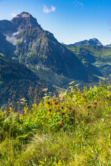 Red purple gentians in nature in the Kleiner Walsertal, on mountain meadows in steep terrain among many other flowers and grasses the rare gentians bloom in strong princely purple