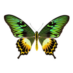 Obraz premium Vibrant green and yellow butterfly with intricate wing patterns