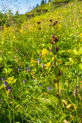 Red purple gentians in nature in the Kleiner Walsertal, on mountain meadows in steep terrain among many other flowers and grasses the rare gentians bloom in strong princely purple