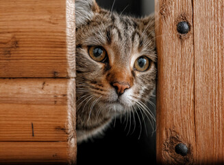 a cat peeking out from behind a wooden fence. The cat has a gray and white fur pattern, and its eyes are visible through the gap in the fence.