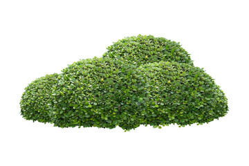 green bush isolated transparency background...