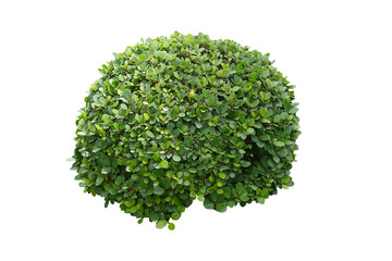 green bush isolated transparency background...