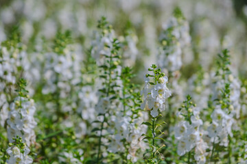 white delphinium flower fields in the garden