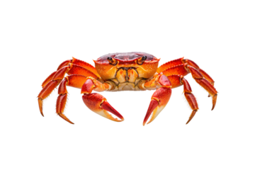 Vibrant red-orange crab in defensive pose with raised claws, displaying colorful carapace and articulated limbs, isolated on a transparent background