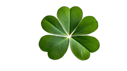 Four leaf clover on a white background