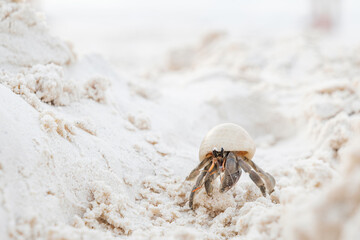 a small hermit crab walking slowly along the beach in the afternoon seaside with blurred blue sea in background