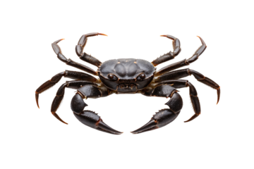 Very dark crab with extended claws in threatening posture, showing deep brown-black coloration and defensive stance, isolated on a transparent background