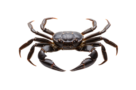 Very dark crab with extended claws in threatening posture, showing deep brown-black coloration and defensive stance, isolated on a transparent background