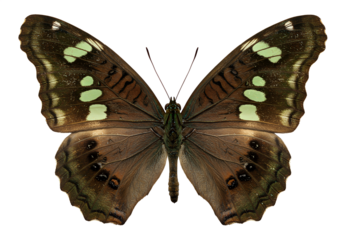 close up of brown butterfly with green spots on white background

