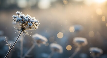 A delicate wildflower covered in frost glistens in the soft golden light of a winter morning