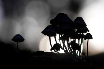mushrooms in the forest Mycena grown on pine tree bark. Sassari, Sardinia, Italy, 
