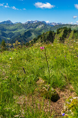 single Lilium martagon, alpine Turk's cap lily, also known as the Turk's cap lily, is a species of plant in the genus Liliaceae, with mountains from Bregenzerwald in background. alpine nature