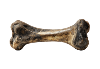 Close-up of a single, fossilized bone