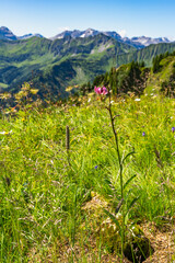 single Lilium martagon, alpine Turk's cap lily, also known as the Turk's cap lily, is a species of plant in the genus Liliaceae, with mountains from Bregenzerwald in background. alpine nature