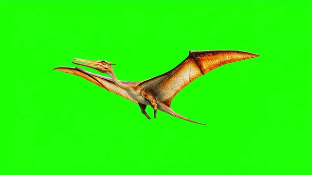 4k video of a pterodactyl flying isolated on green background. Seamless animation.