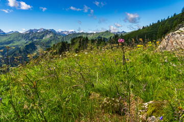 single Lilium martagon, alpine Turk's cap lily, also known as the Turk's cap lily, is a species of plant in the genus Liliaceae, with mountains from Bregenzerwald in background. alpine nature