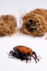 Red palm weevil, Rhynchophorus ferrugineus, with cocoon, Coleoptera Curculionidae, Sassari, Sardinia, Italy