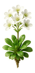 Tufted saxifrage with small white flowers and fleshy green leaves