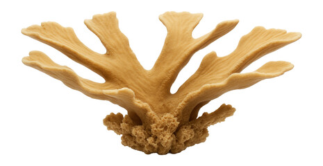 Fototapeta premium Elkhorn coral with broad, flattened branches resembling antlers, in tan color