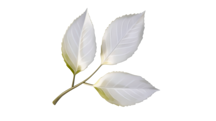 Elegant white leaves with a transparent background