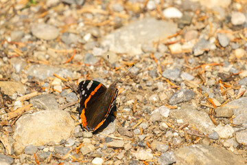single red admiral, sitting on dirty road, is a widespread butterfly of the Northern Hemisphere belonging to the family Atalanta. The specific epithet is atalanta.
