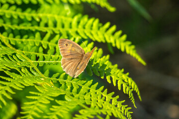 single butterfly Large Oxeye (Maniola jurtina), sometimes also called the Cow Eye, Nymphalidae family, sitting on a fern leaf, brown butterfly with single black point on the wings