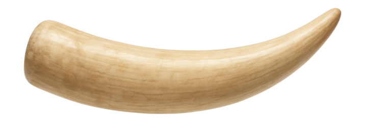 Fossilized Lystrosaurus tusk with smooth, curved surface