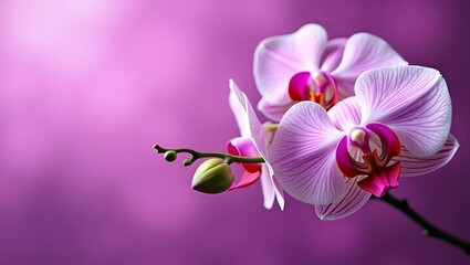 Close-up of a beautiful orchid blossom against a vibrant purple background.