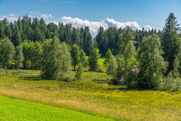 single barn on green meadow, bushes in the high moor from Sulzberg. in the background damp meadows with white flowering cotton grass and edge of  forest. Silent scenery in Bregenz forest by the way
