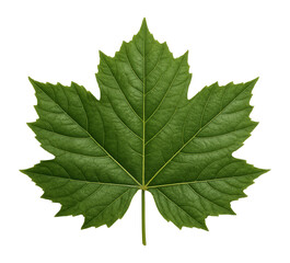 Fototapeta premium Sycamore tree leaf with broad, palmate shape and coarse texture