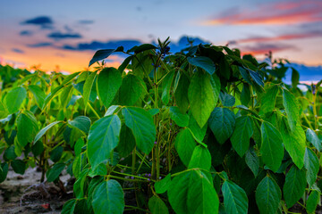 Expansive Soybean Field Under Blue Sky 
