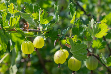 Fresh and Vibrant Green Gooseberries are Growing Abundantly on their Resilient Branches
