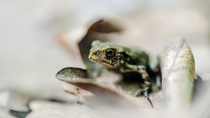 Portrait of a young Common toad on a oak dead leaf in a forest path. Bufo bufo, Quercus sp, Touraine, Indre et Loire 37, région Centre Val de Loire, France, European Union, Europe