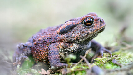 Portrait of a young Common toad on moss in a forest. Bufo bufo, Sologne, Loire 45, région Centre Val de Loire, France, European Union, Europe