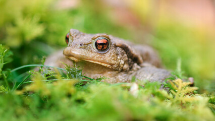 Portrait of a Common toad on moss in a forest during the breeding season. Bufo bufo, Touraine, Indre et Loire 37, région Centre Val de Loire, France, European Union, Europe