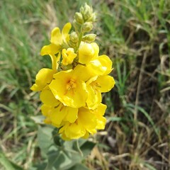Close-up of Mullein Flower in Bloom