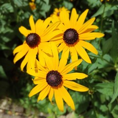 Close-up of Three Black-eyed Susan Flowers