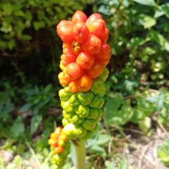 Close-up of Arum Plant Berries Ripening