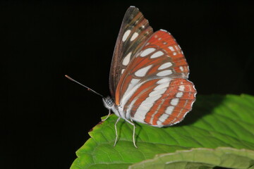 【ミスジチョウ】